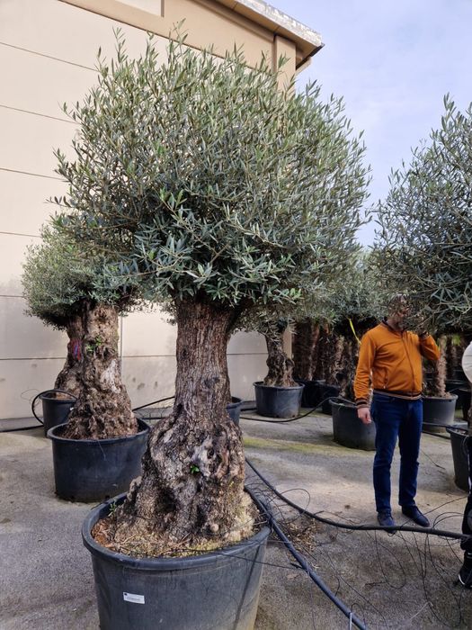 Maslini seculari calitate extra