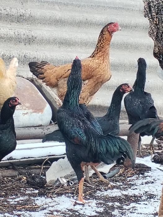 Продам Петухов и курей