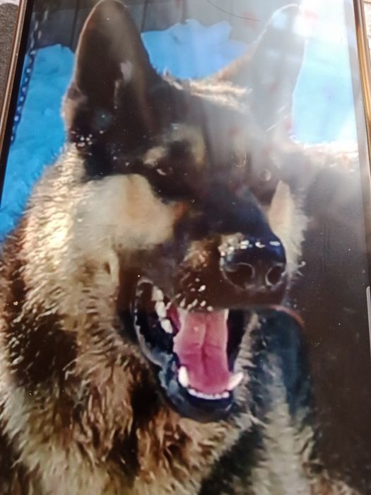 Вео очварка для вязка.