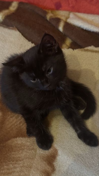Черный котенок ищет дом