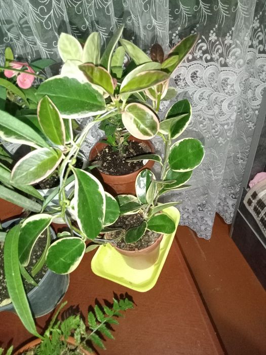 Продаю комнатные растения