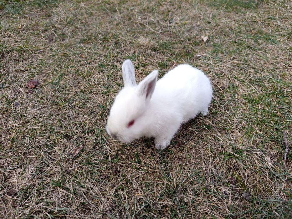 Quyon bolachalari sotiladi