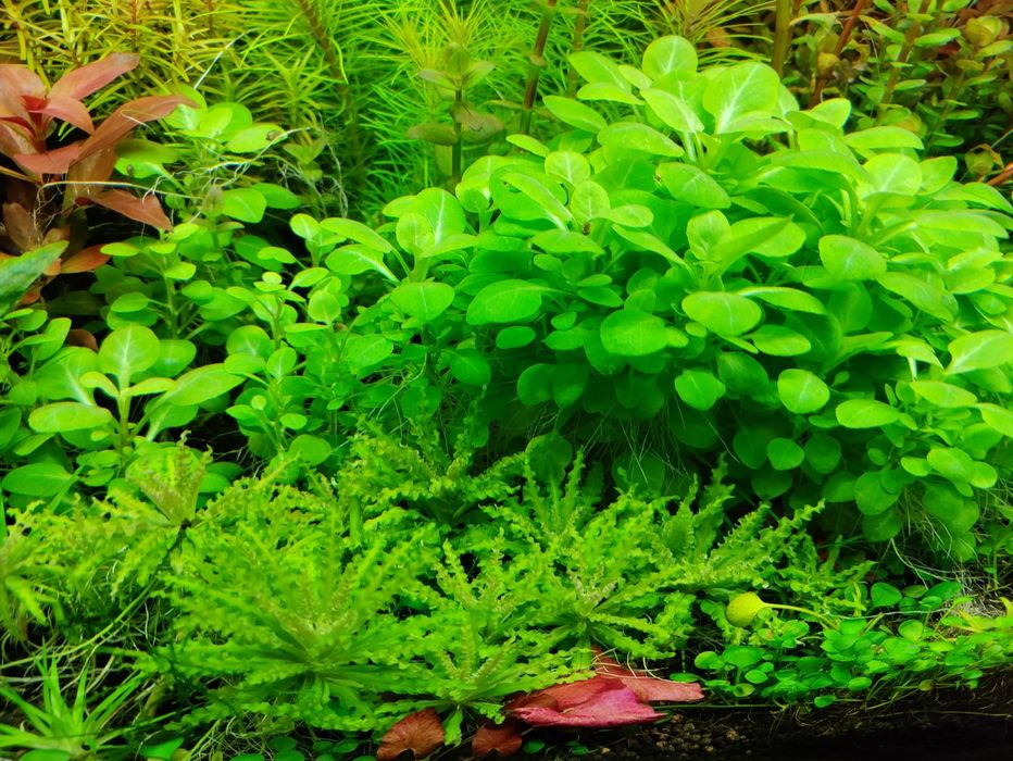 Pachet plante acvariu specii la alegere