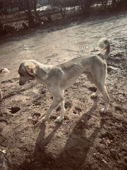 Срочно продам тазы