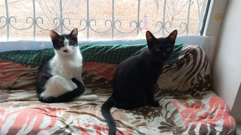 Отдам котят в добрые руки