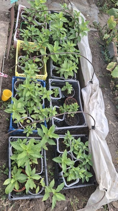 Гортензия рассада