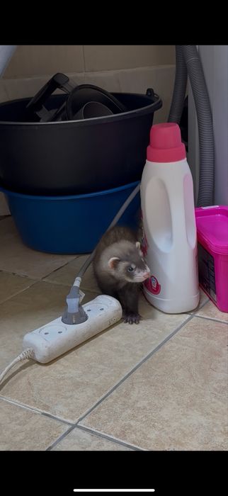 Продам хорьков полтора месяца