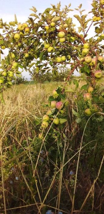13 gektar hosilga kirgan bog'