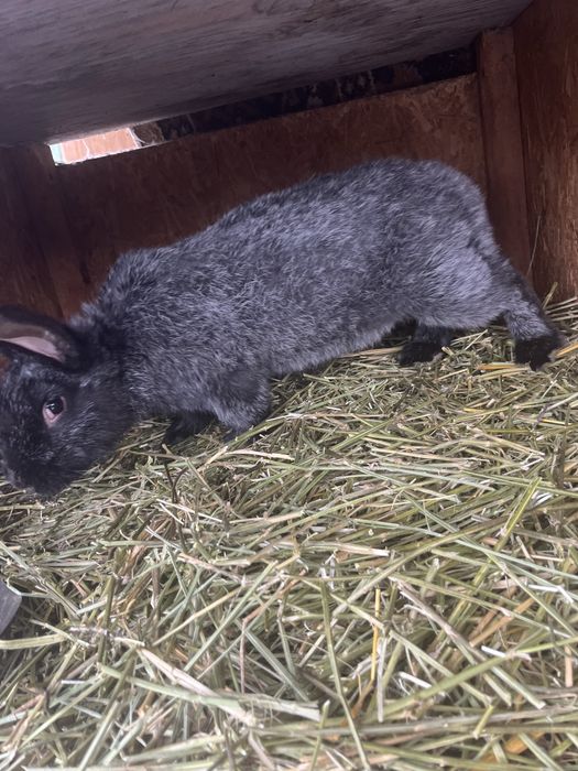 Продам кроликов , крольчата