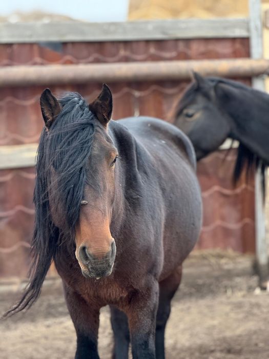 Айғыр сатам. 2018