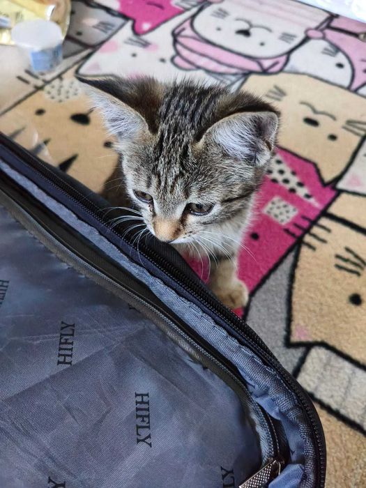 Котёнок кошечка 2,5 мес