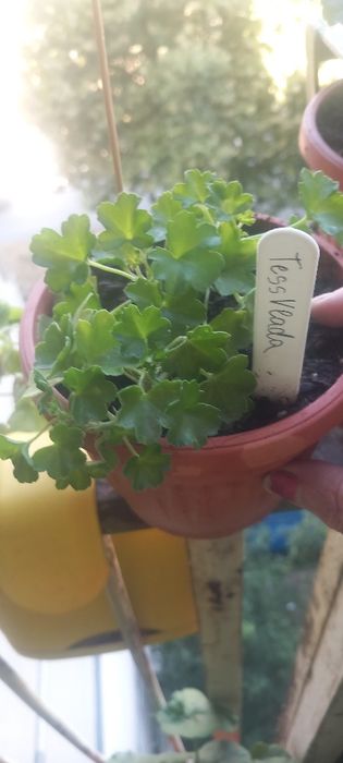 Продавам сортови пеларгонии