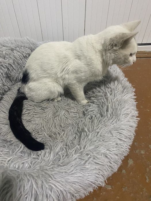 Мушук бепул хадяга