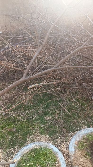 Дрова бесплатано