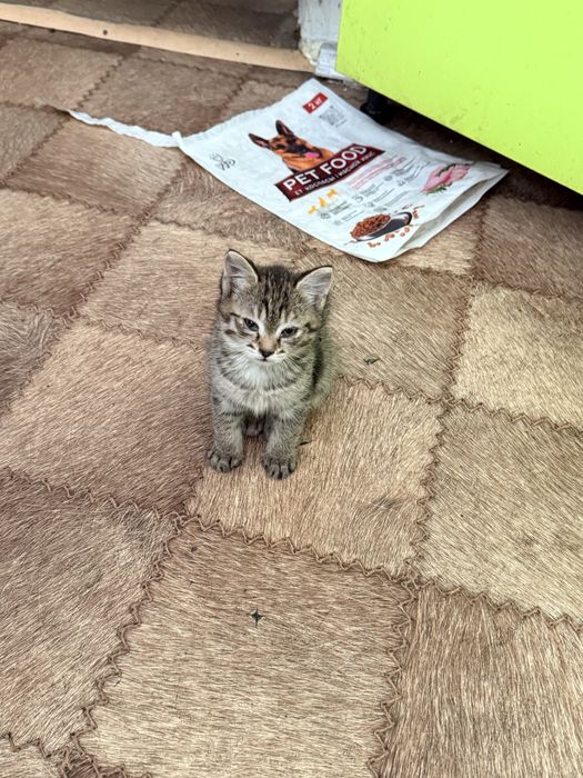 Котенок от крысоловки