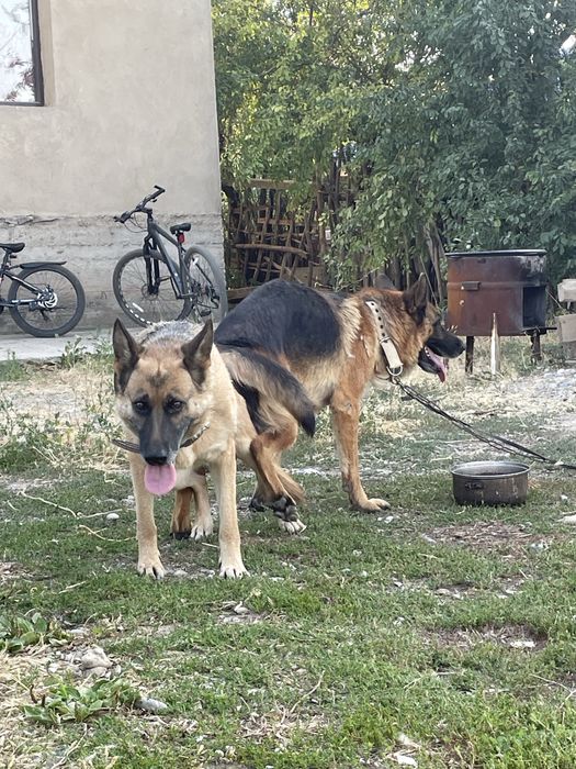 Немецкая овчарка