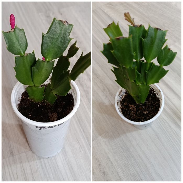 Продам домашние растения