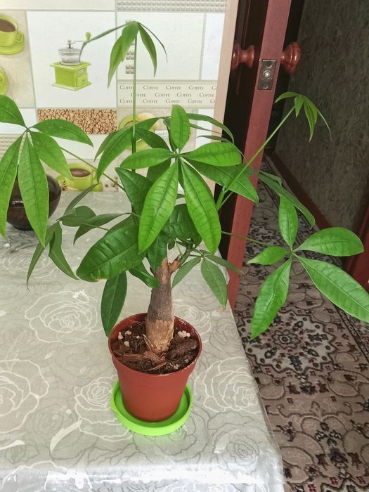 Пахира цветок продам