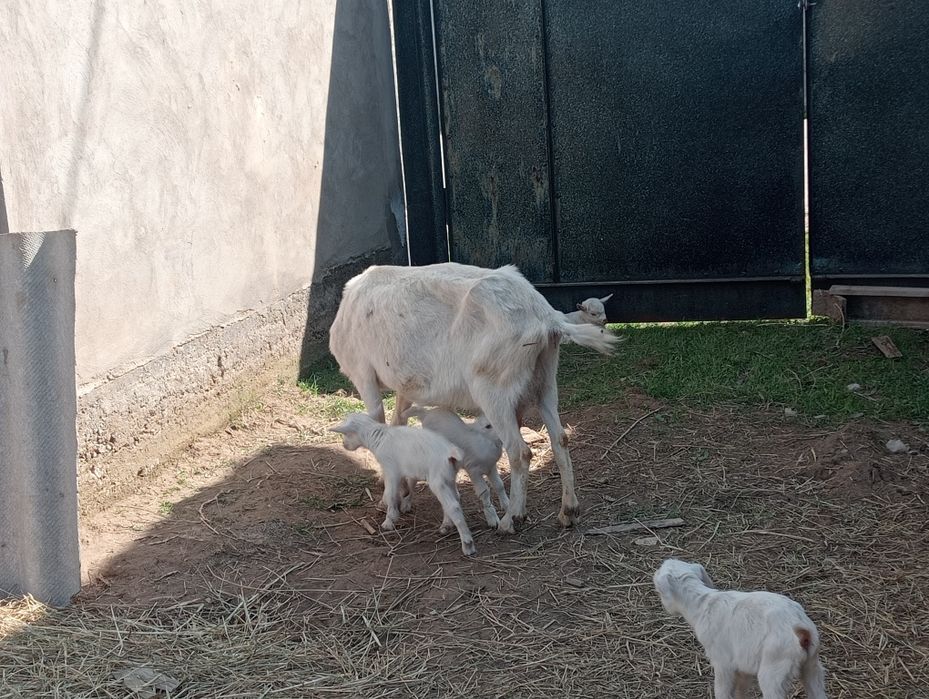 Голландский Занен