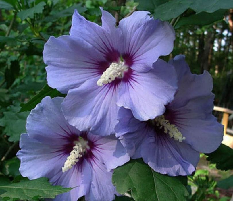 Сирийская роза дарахти сотилади май ойидан бошлаб кеч кузгачон гулайди