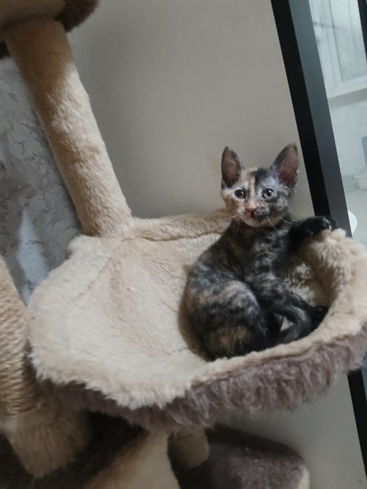 От дам котейку девочку