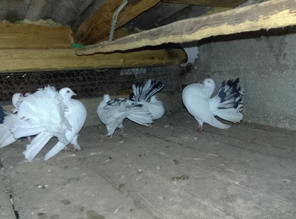Vând  7 porumbei rotati