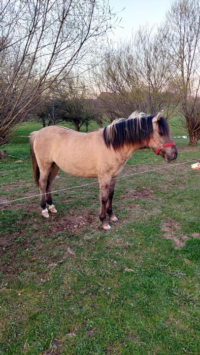 Poneită vânzare sau schimb cu alte animale
