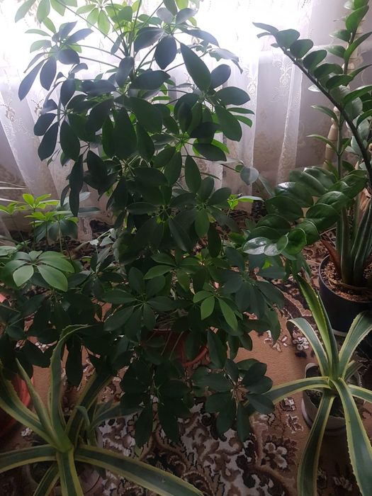 Раскшный Цветок для дома офиса.