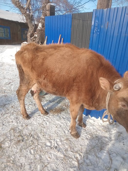 Продам Карову Павлодаре