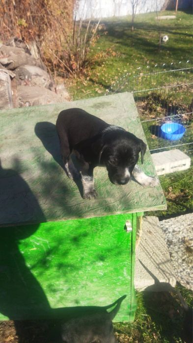 Щенки метисочки. Прекрасные 2 девочки.