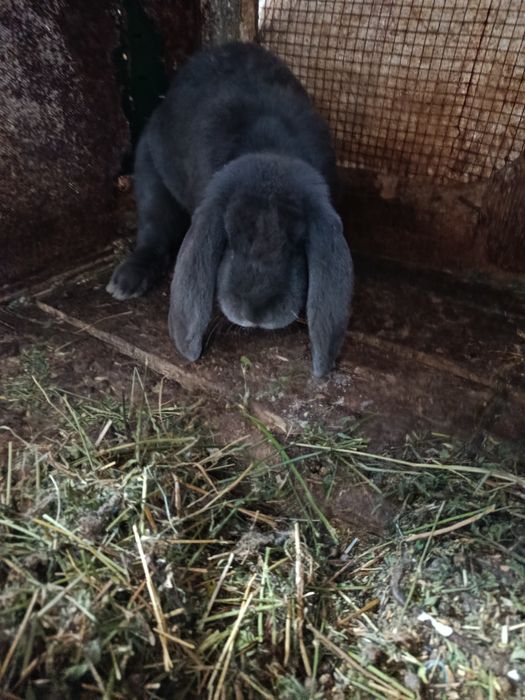 Mascul Berbec german albastru