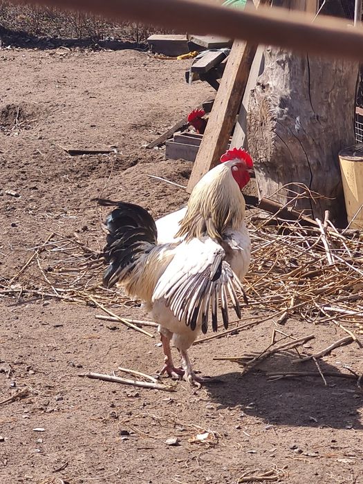 Продам петухов по 4500тг