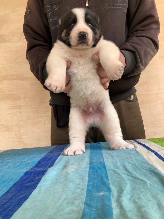 Шенок Туркменского Алабая ( чистокровный )