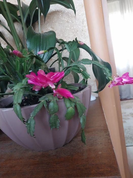 Продам комнатные растения