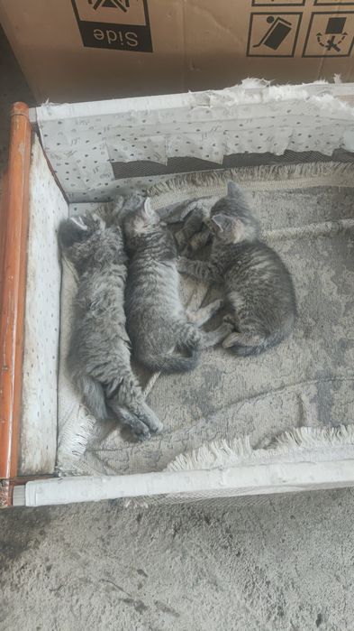 Котят 3 шт мальчик