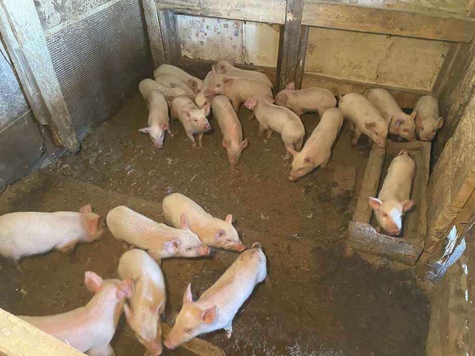 Поросята Куры несушки