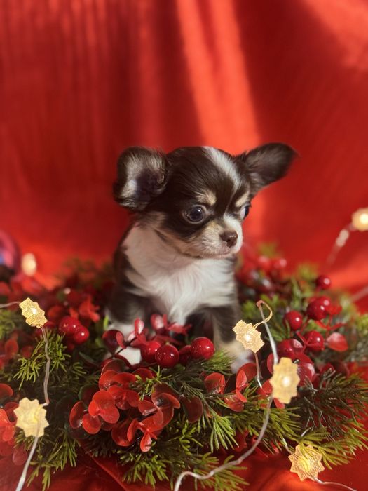 Щенок чихуахуа миник