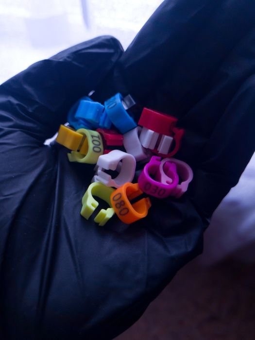 Кольца для голубей