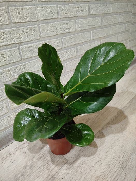 Продам фикус Лирато