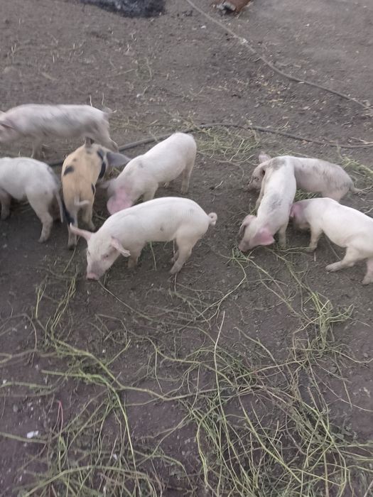 Продам кабанчиков