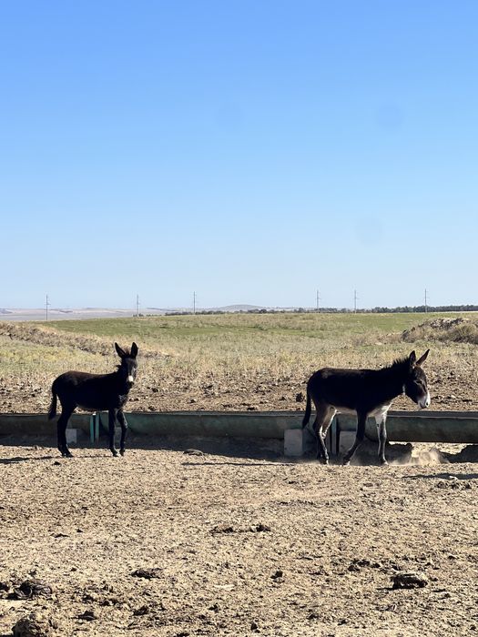 Продам ослов годовалых
