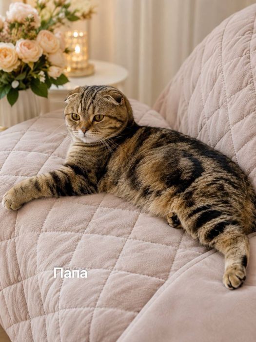 Шотландские золатая шиншила