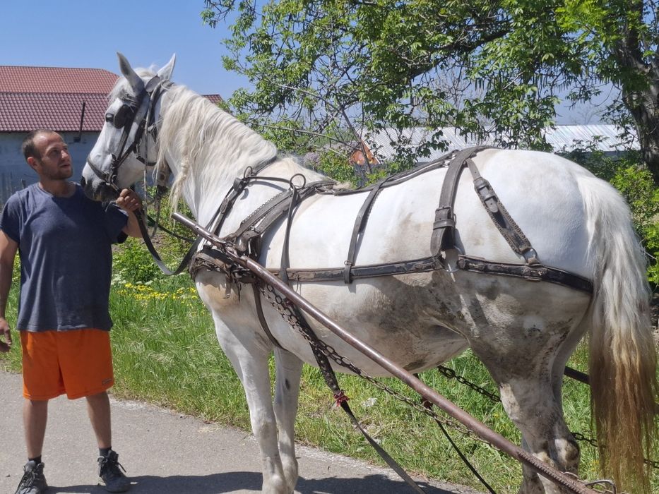 Cal de vânzare, iapă