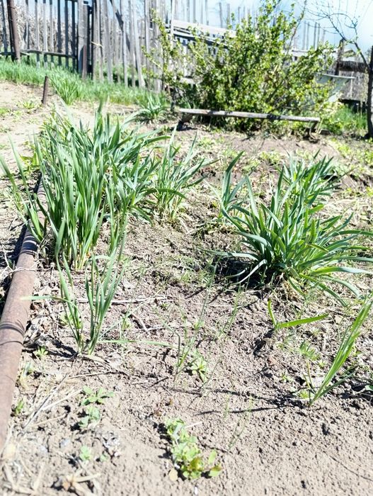 Лук-слизун, джусай