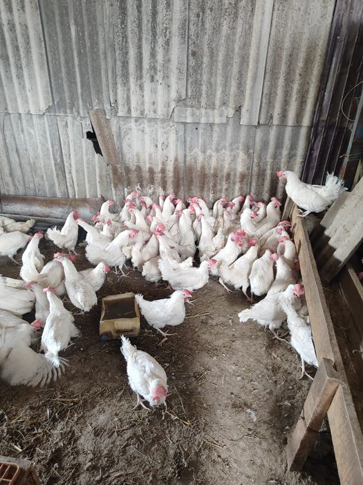 Продам курей Лигиорон