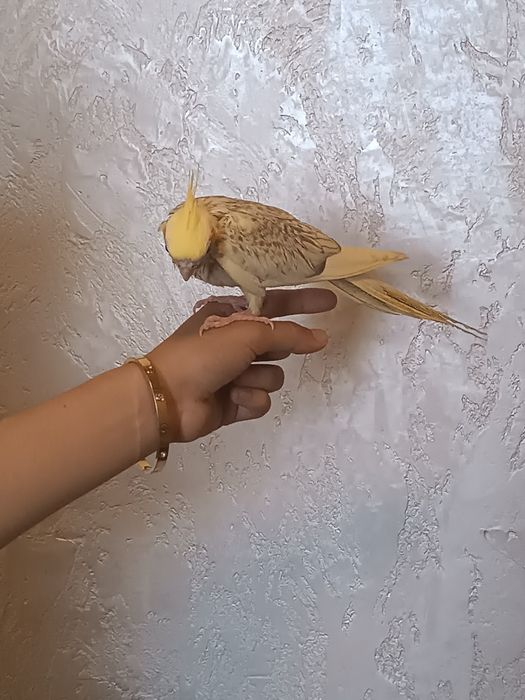 Qushlar sotiladi