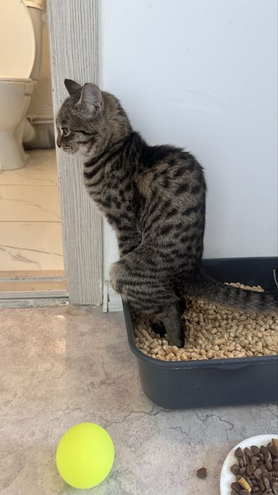 Отдам котенка в добрые руки