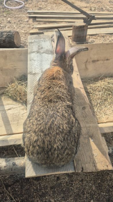 Femela uriaș german