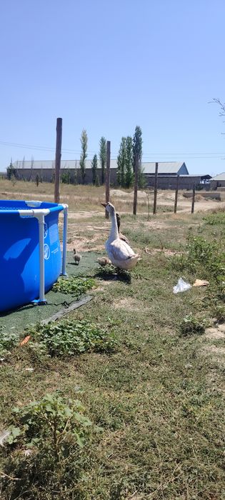 Гусь гигант продам багасы