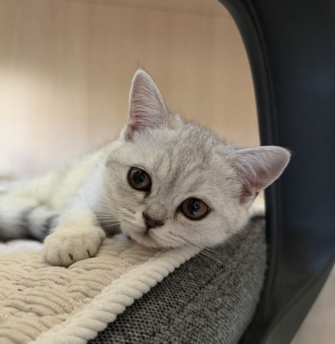 Котенок-девочка 3 месяца